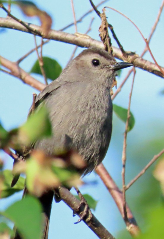 Gray Catbird - ML463769581