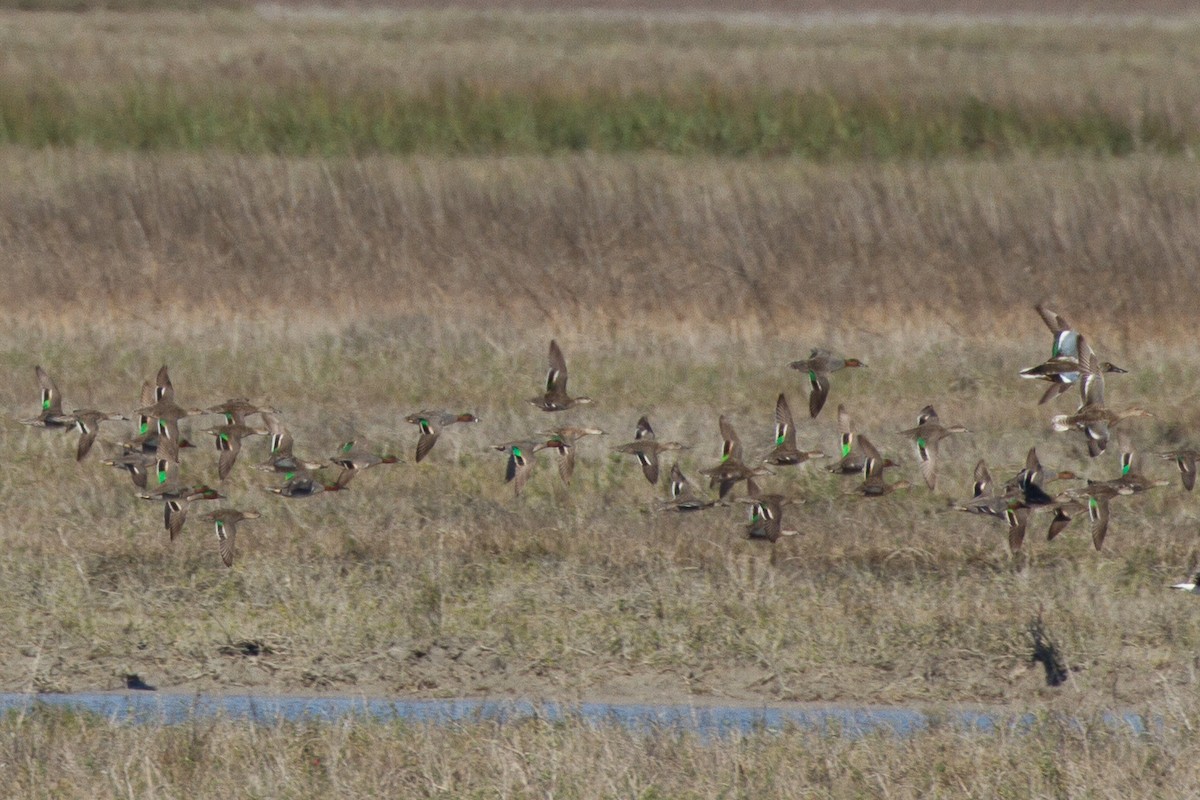 Green-winged Teal (American) - ML46377131