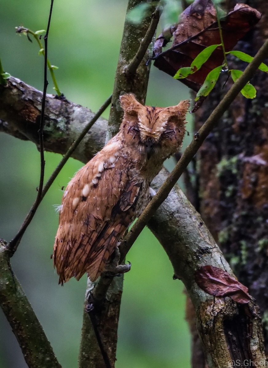 Oriental Scops-Owl - ML463771751