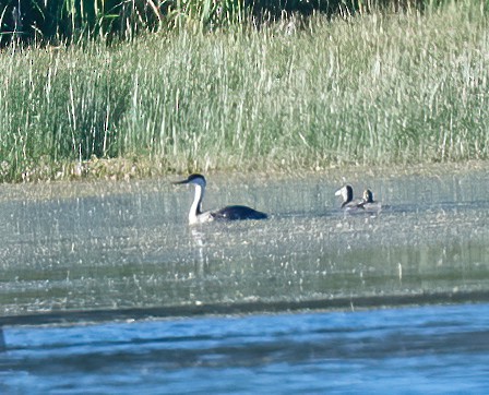 Western Grebe - ML463771891