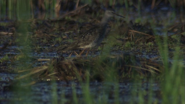 Lesser Yellowlegs - ML463772