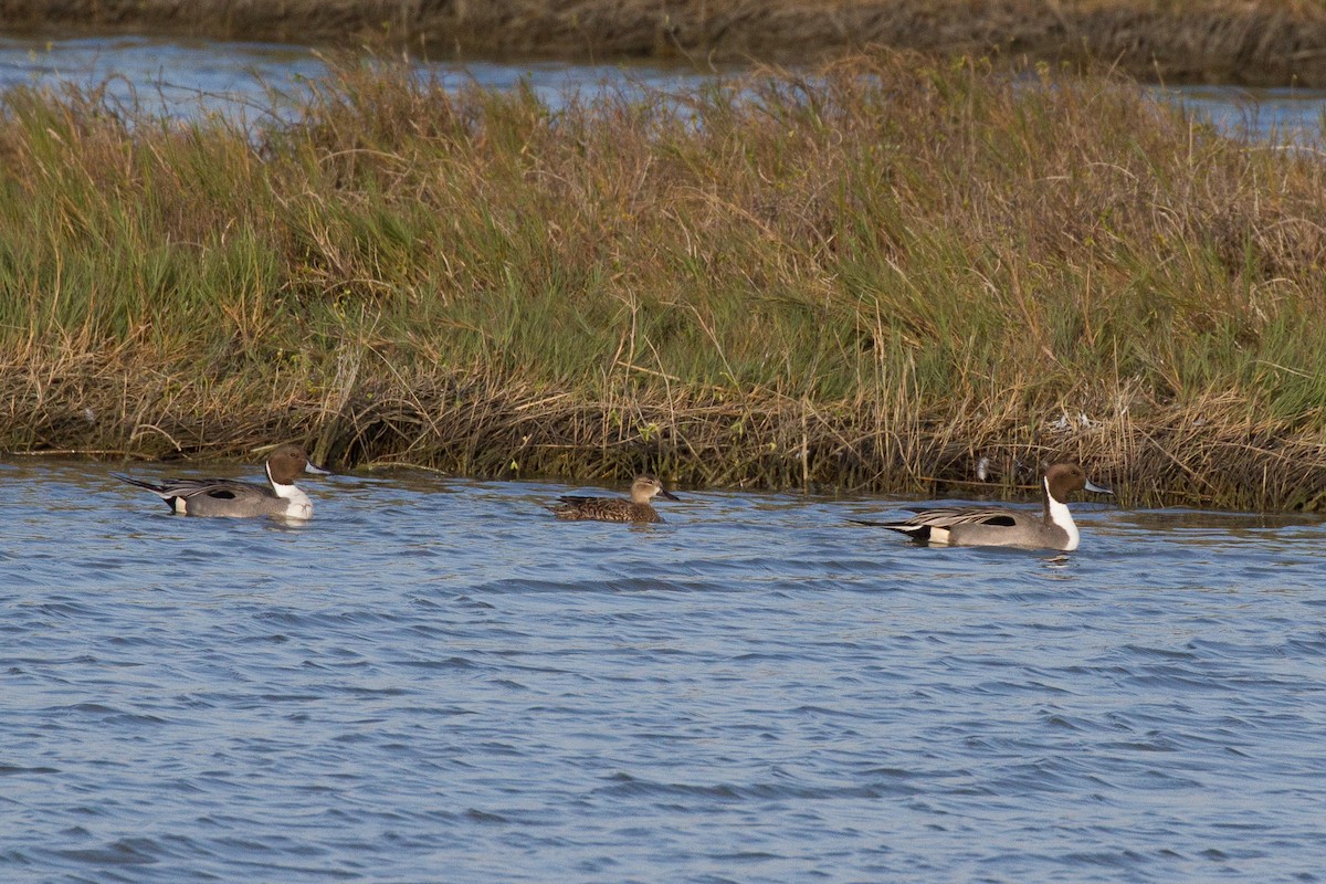 Blue-winged Teal - ML46377261