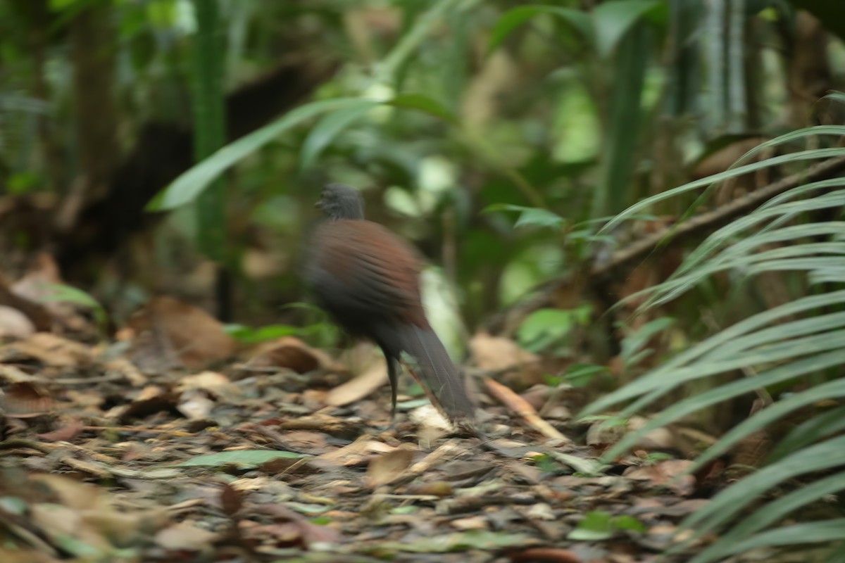 Mountain Peacock-Pheasant - ML463772761