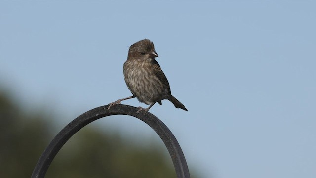 Purple Finch (Western) - ML463773031