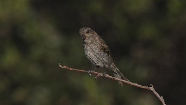 Purple Finch (Western) - ML463773061