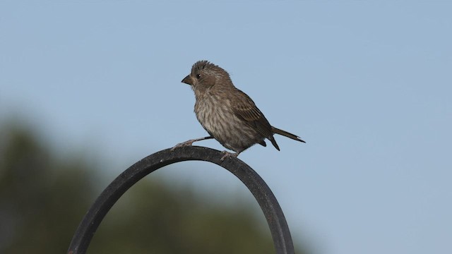 Purple Finch (Western) - ML463773071