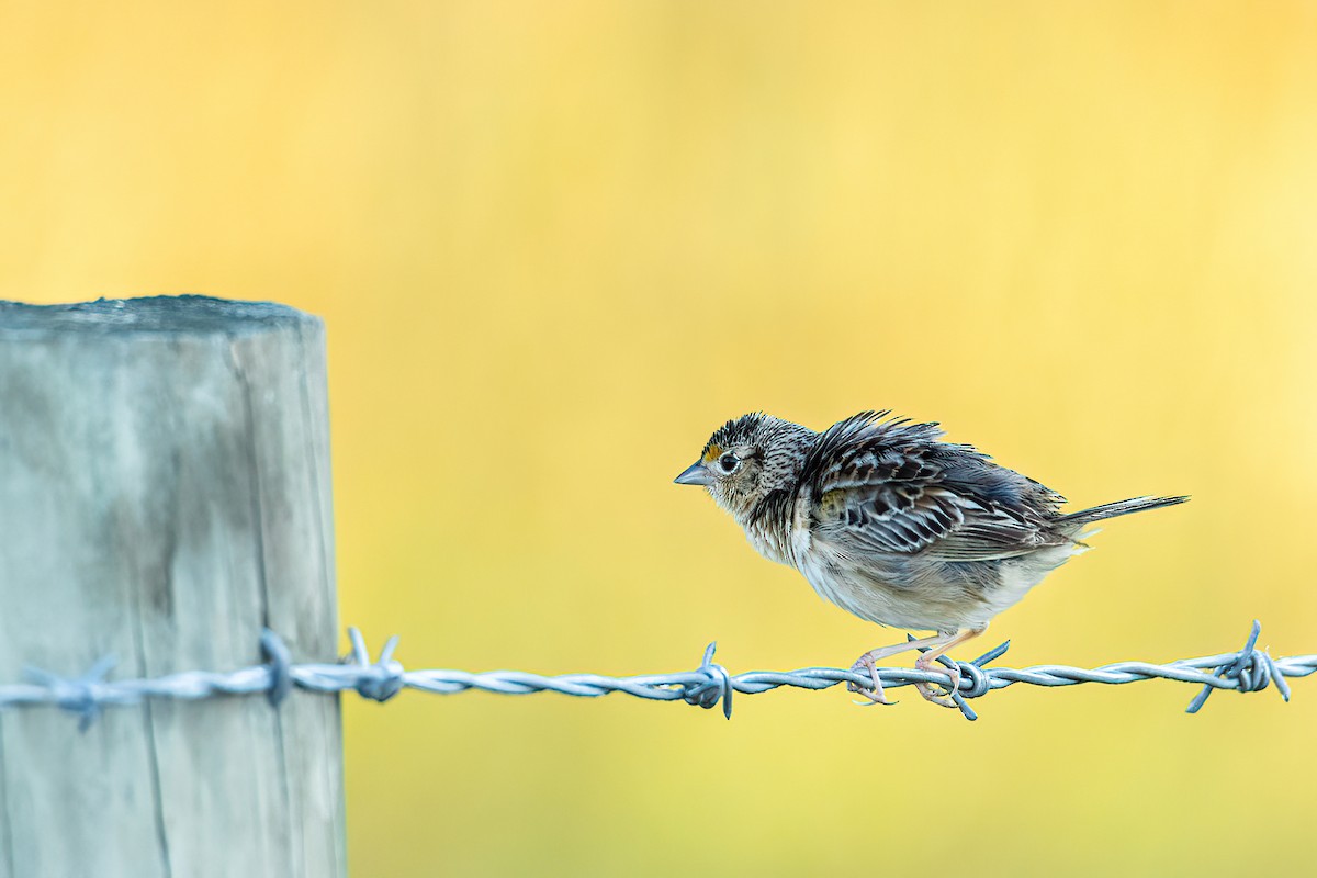 Grasshopper Sparrow - ML463774961