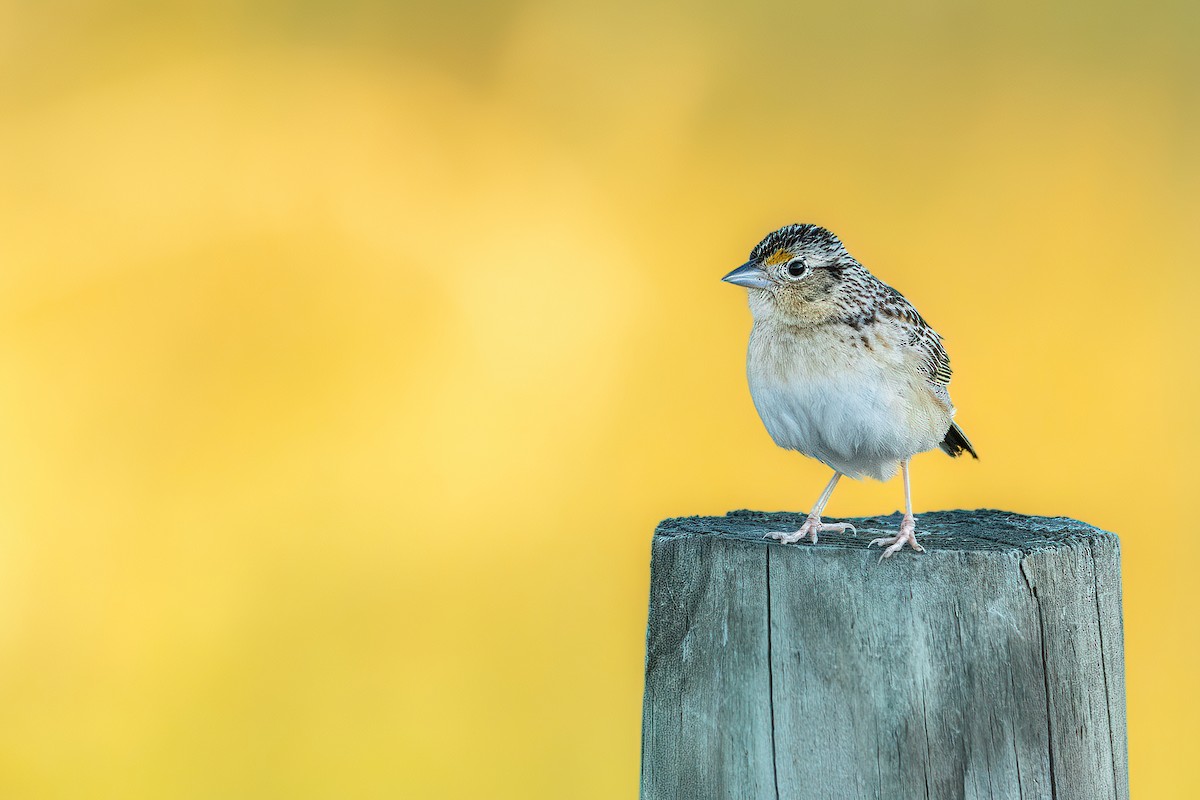 Grasshopper Sparrow - ML463774971