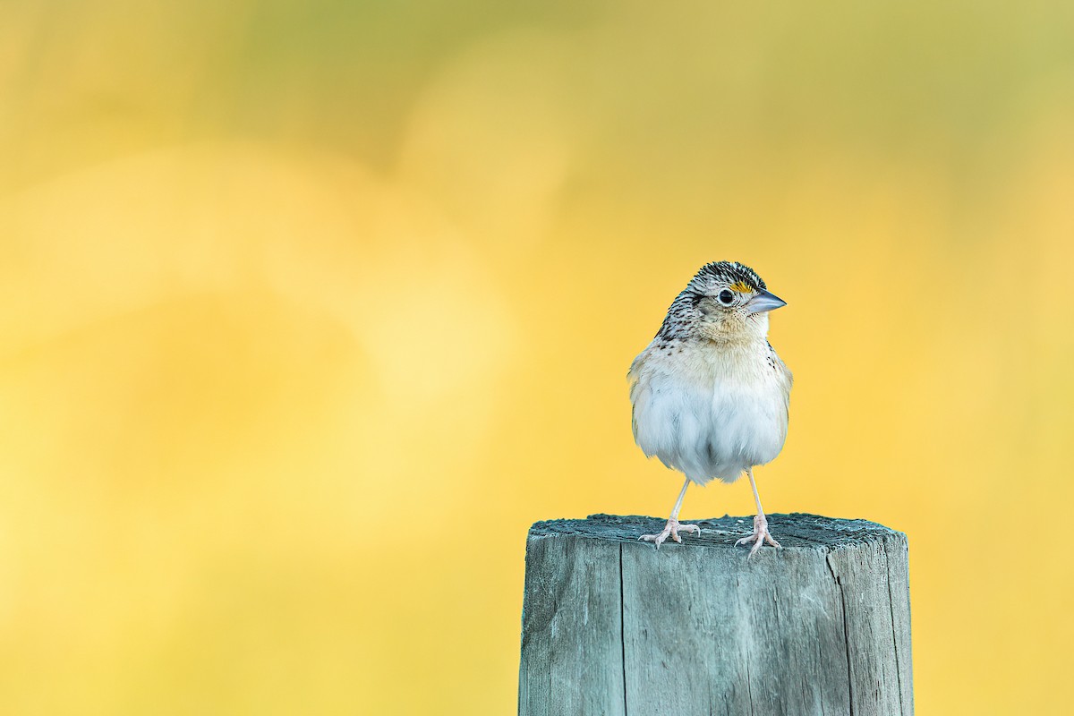 Grasshopper Sparrow - ML463774991