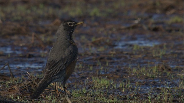 American Robin - ML463775