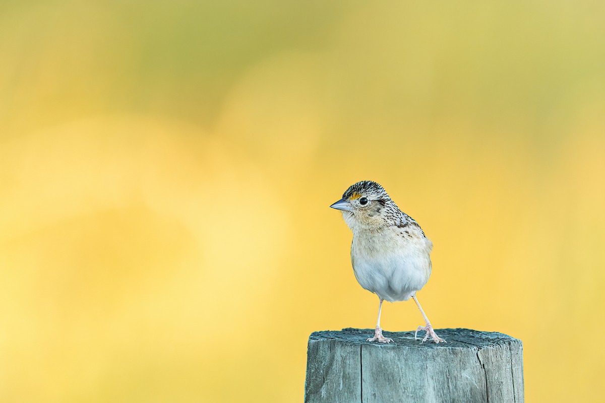 Grasshopper Sparrow - ML463775001