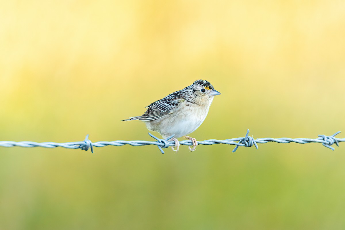 Grasshopper Sparrow - ML463775011