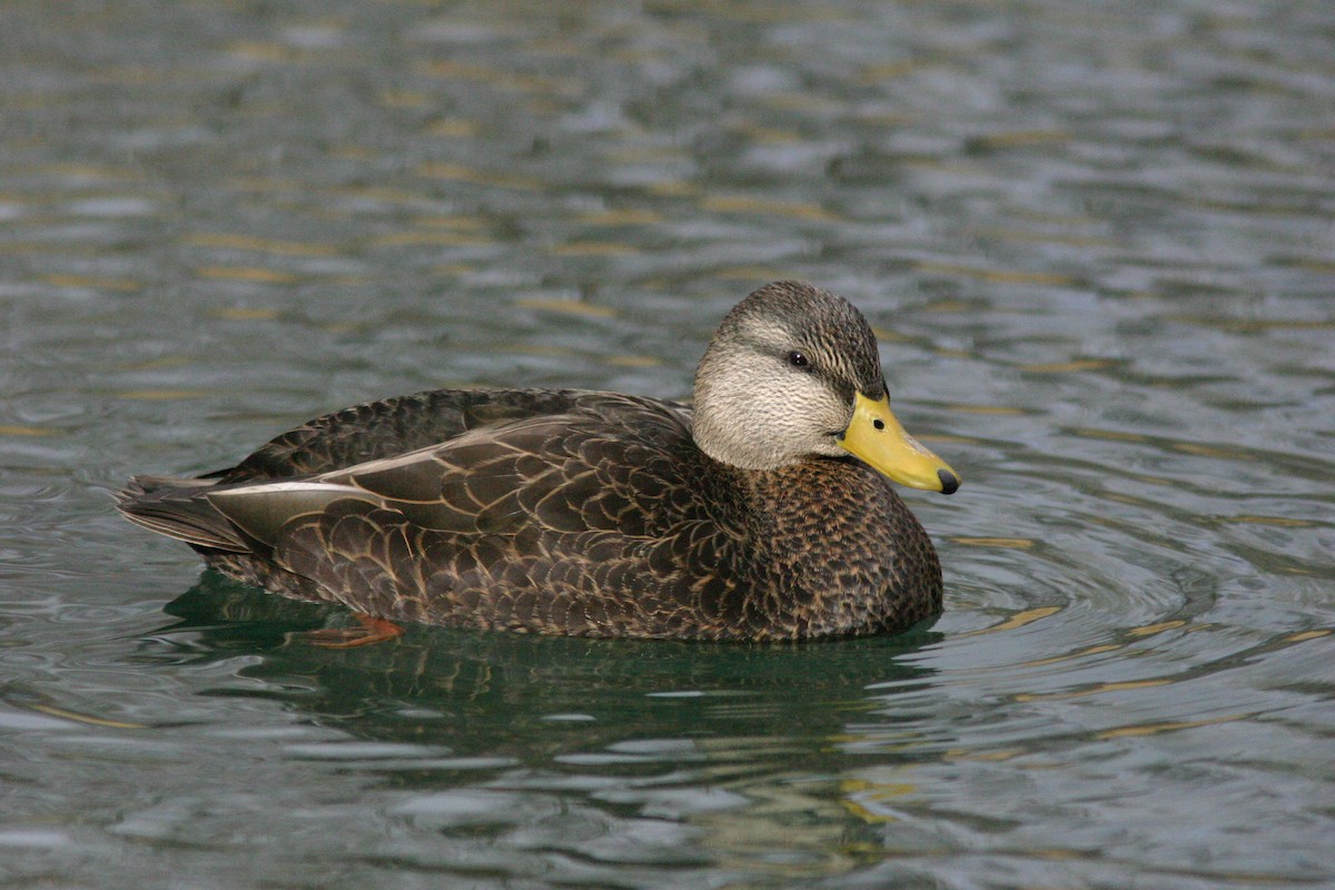 American Black Duck - ML463775581