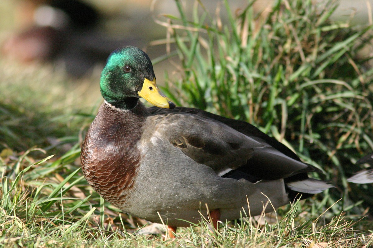 Canard colvert - ML463775881