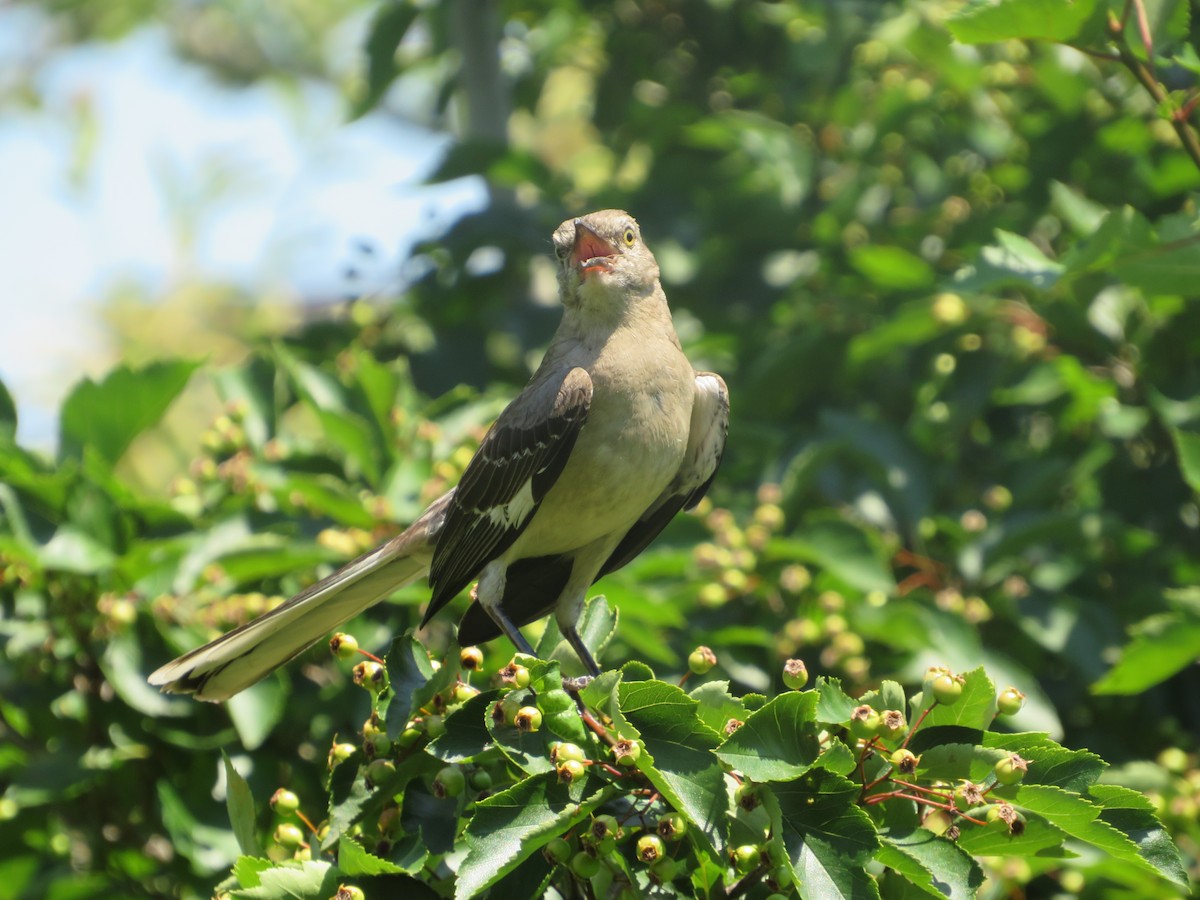 Northern Mockingbird - Nick Dawson