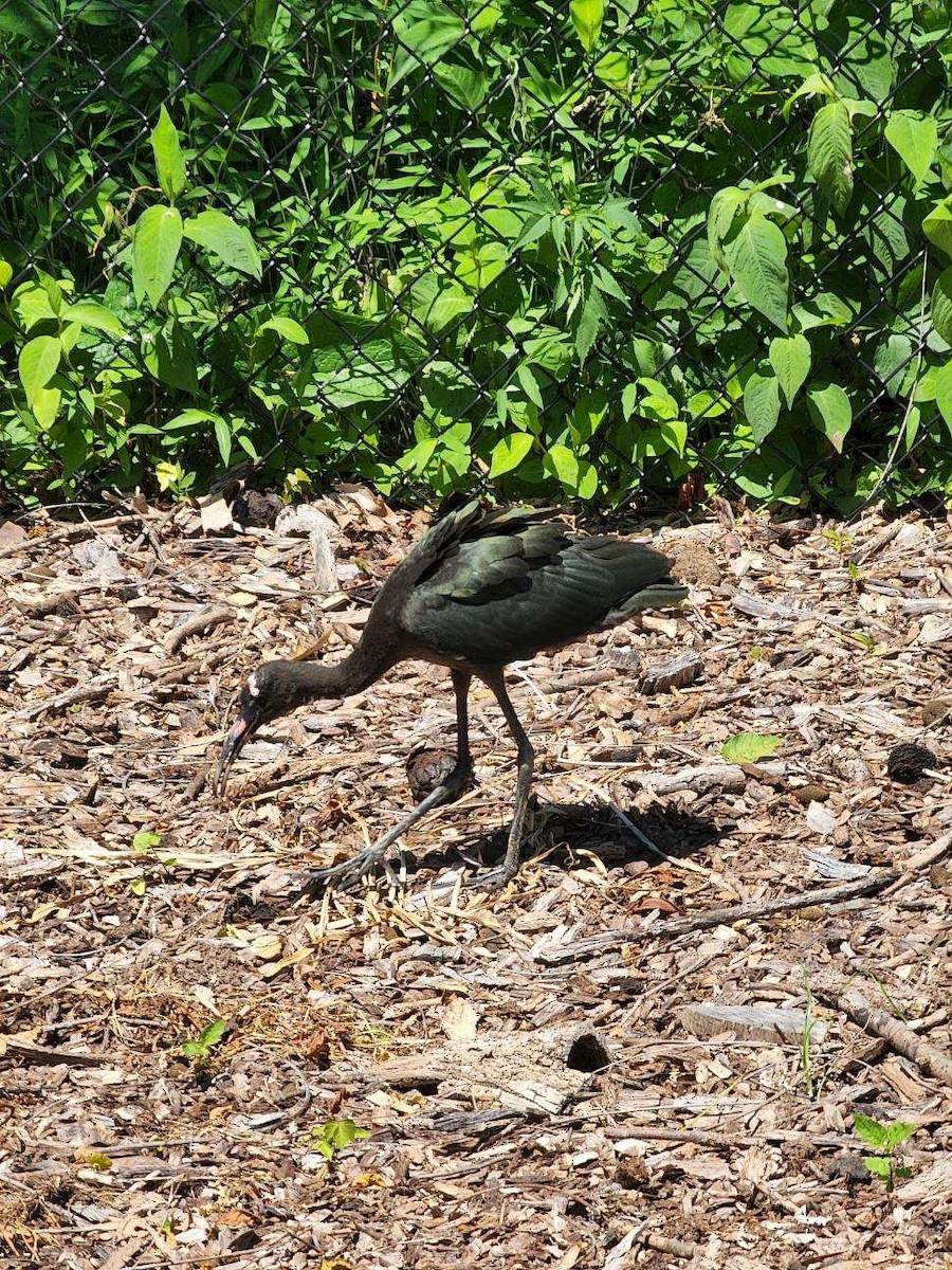 ibis hnědý - ML463775941