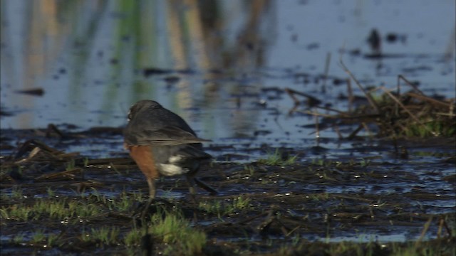 American Robin - ML463776