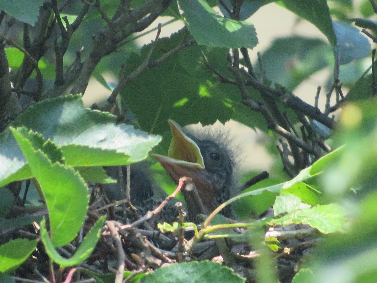 Northern Mockingbird - ML463776001