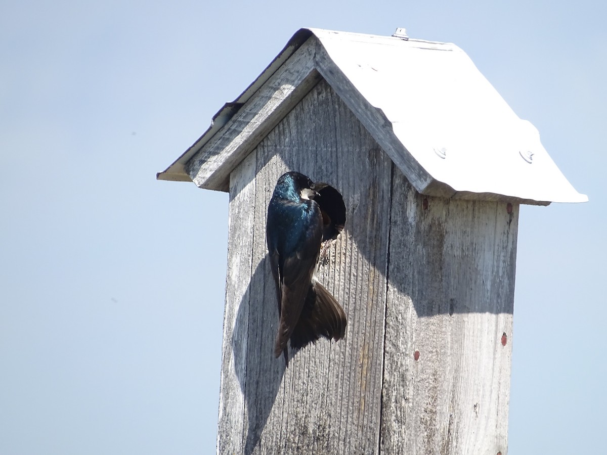 Golondrina Bicolor - ML463776331