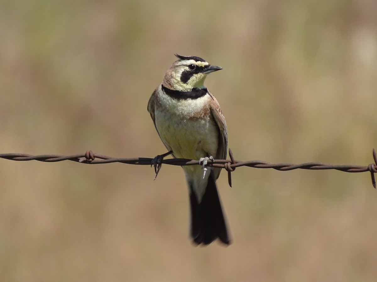 Horned Lark - Louie Johnson