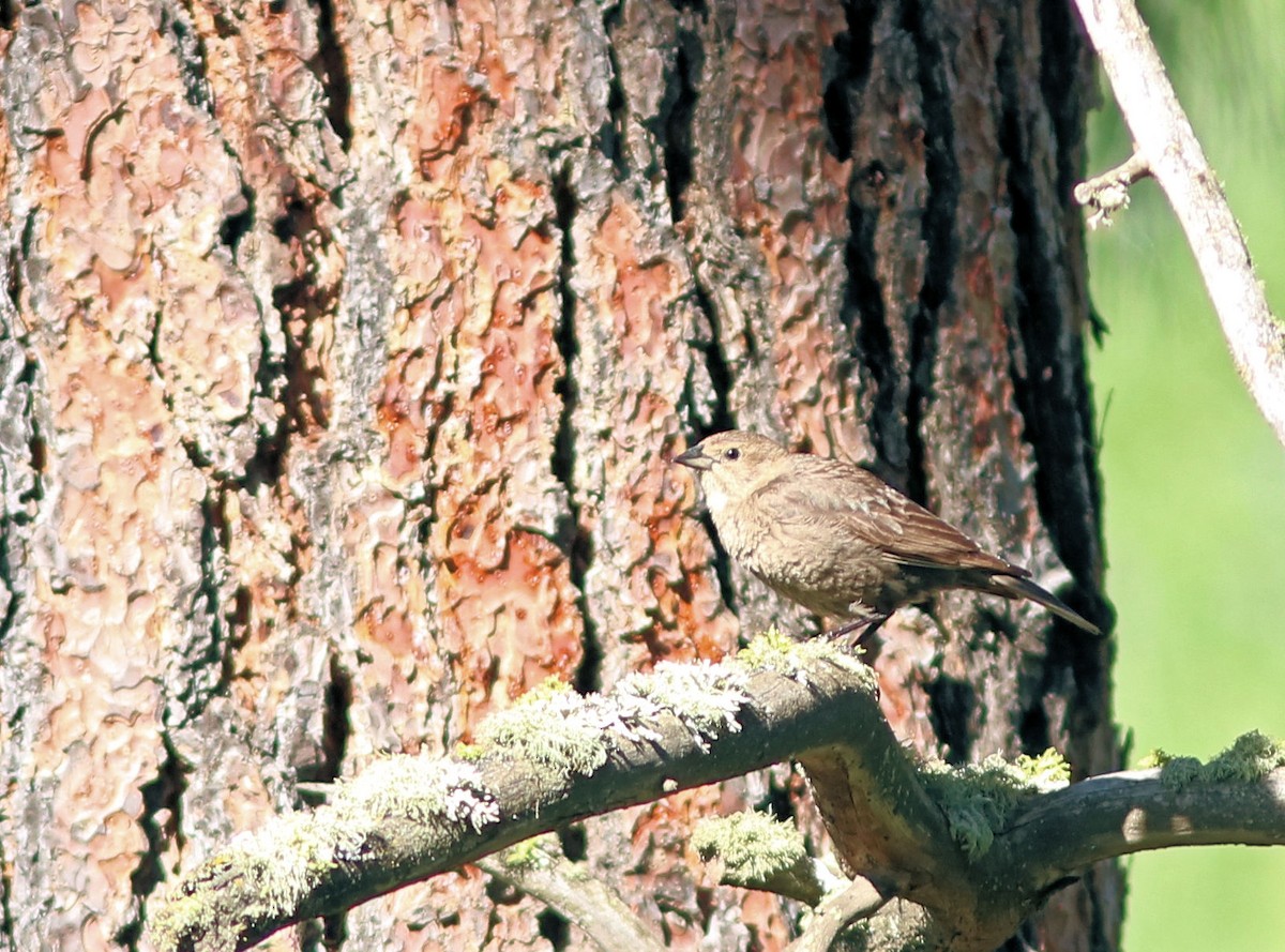 Brown-headed Cowbird - Kris Hazelbaker