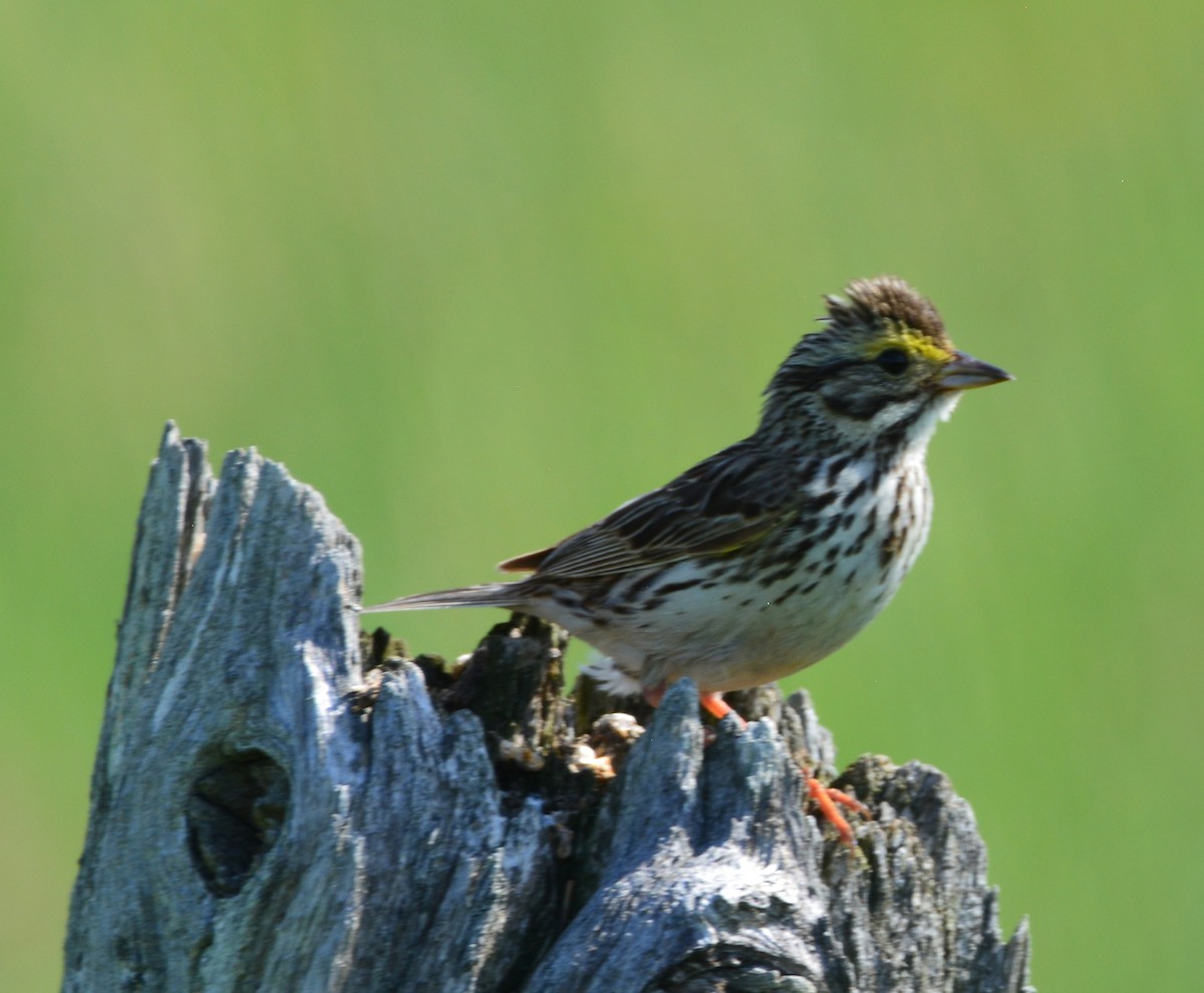 Savannah Sparrow - ML463778221