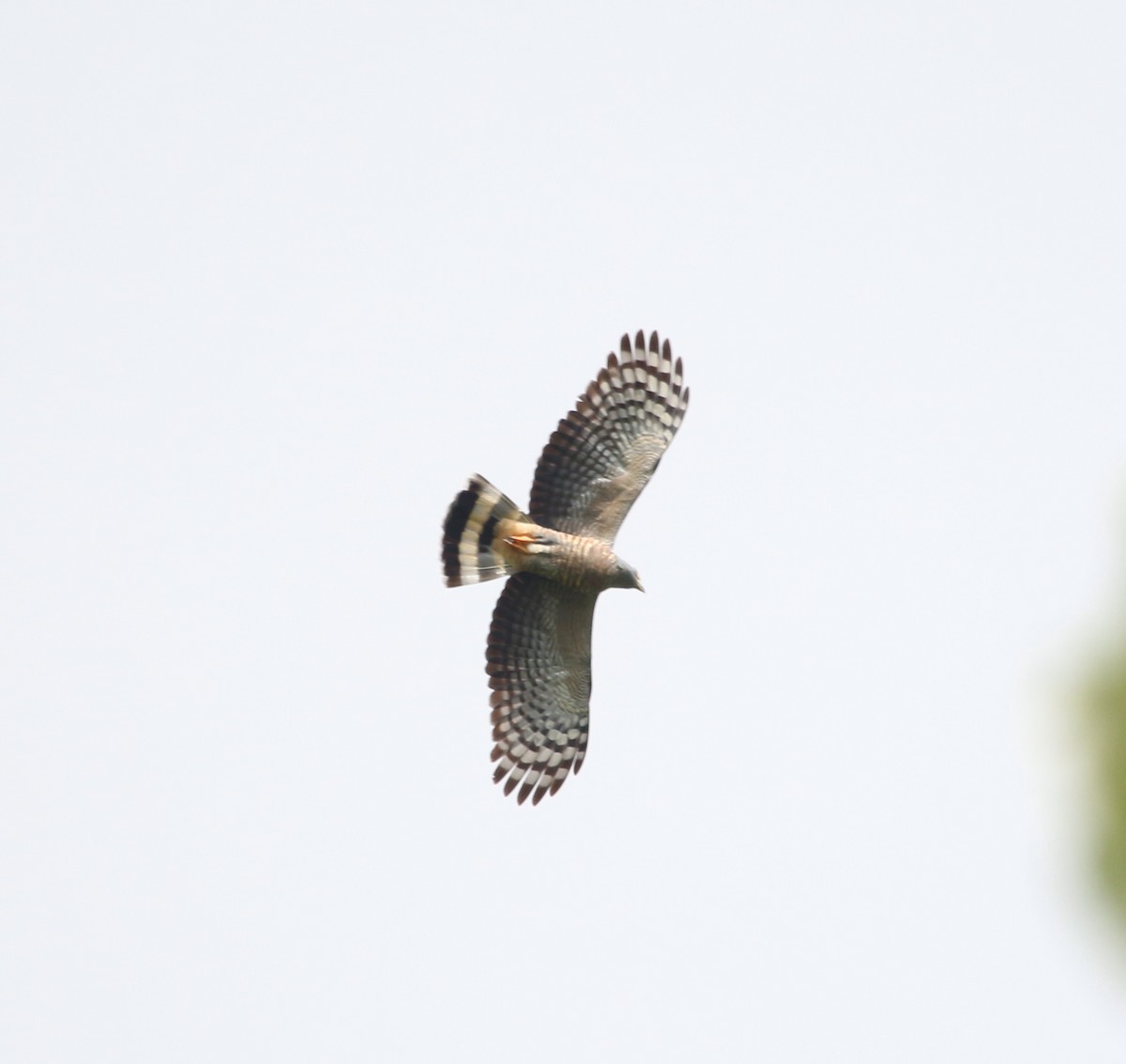 Hook-billed Kite - John Drummond