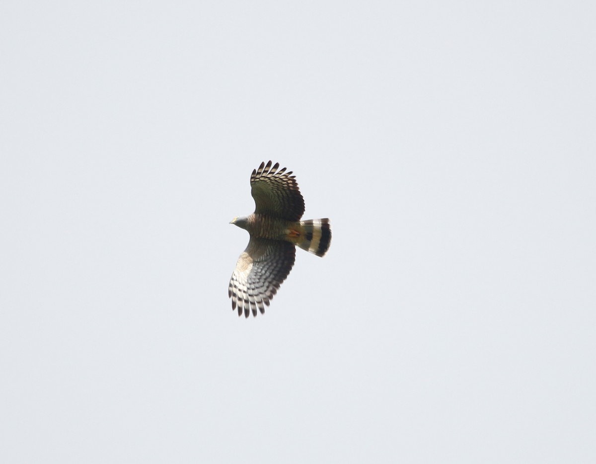 Hook-billed Kite - ML46377861