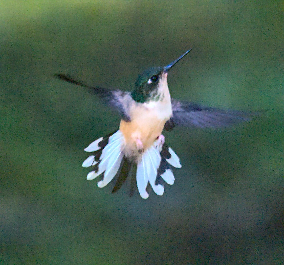 Colibri de Hartert - ML463778811