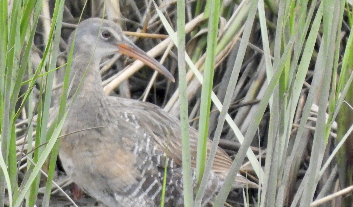 Clapper Rail - Chris Bame