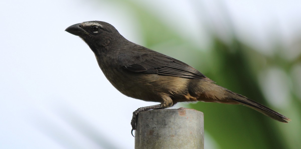 Cinnamon-bellied Saltator - ML46378081