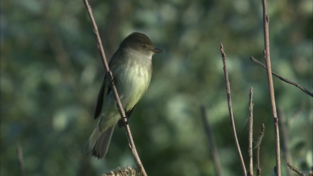 Alder Flycatcher - ML463781