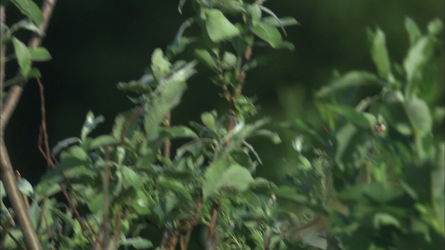 Orange-crowned Warbler - ML463782