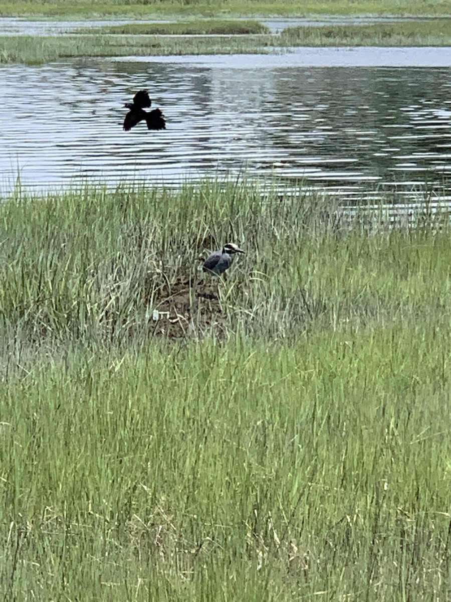 Yellow-crowned Night Heron - ML463782111