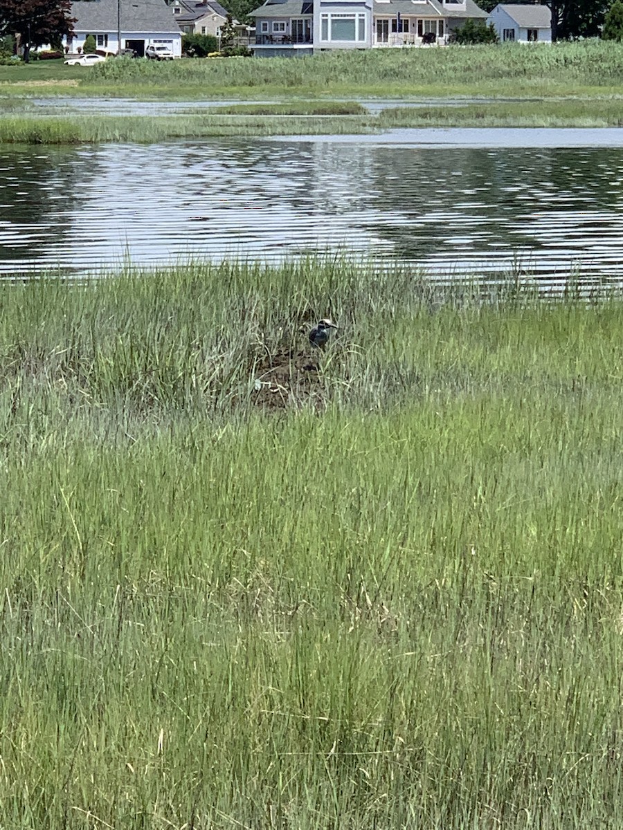 Yellow-crowned Night Heron - ML463782131