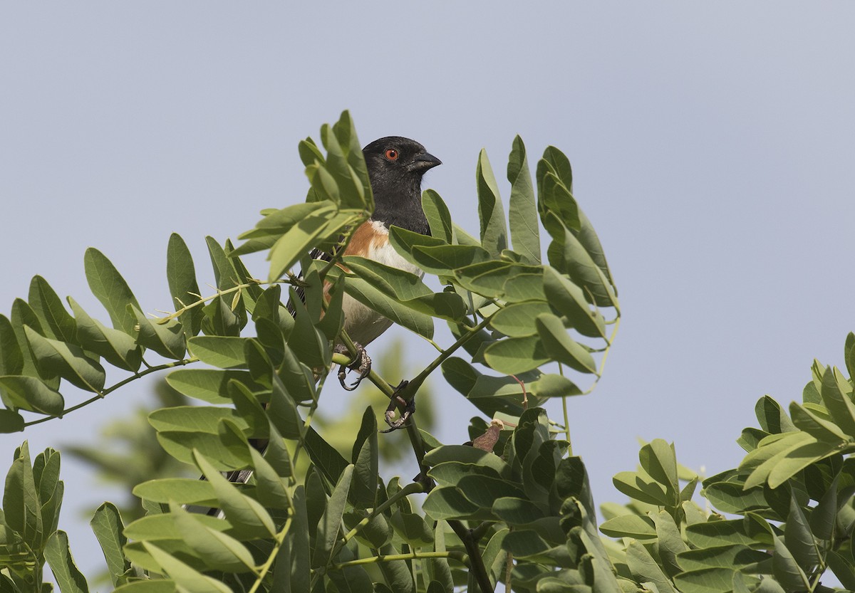 Spotted Towhee (maculatus Group) - ML463782871