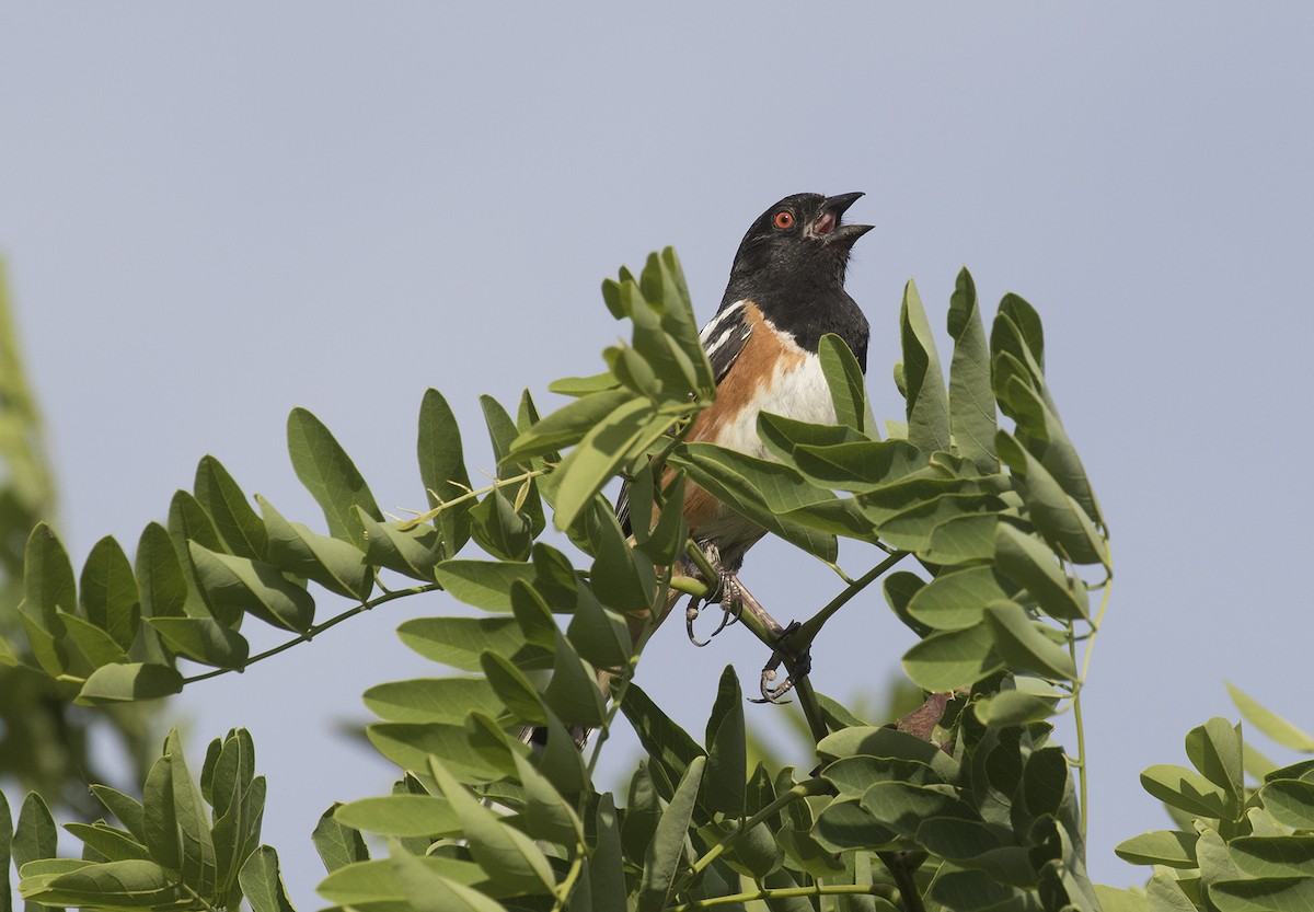 Spotted Towhee (maculatus Group) - ML463782881