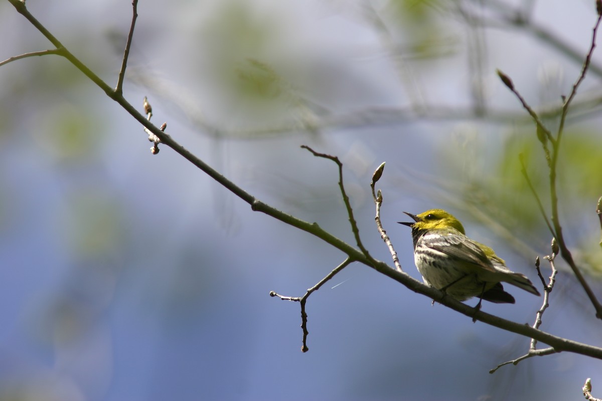 Black-throated Green Warbler - Real Gauthier