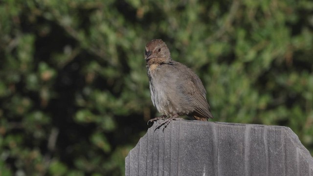 California Towhee - ML463783231