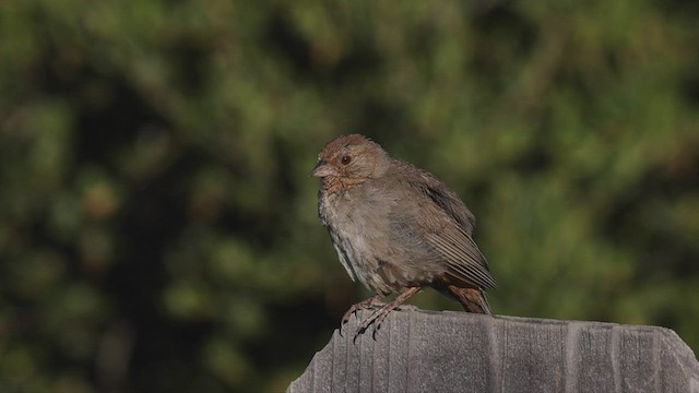 California Towhee - ML463783371