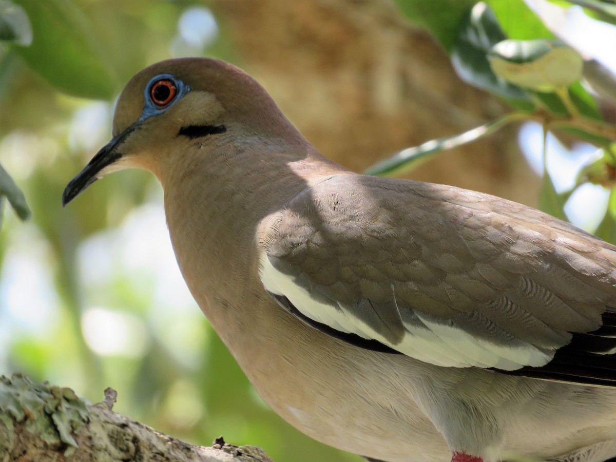 White-winged Dove - Anonymous