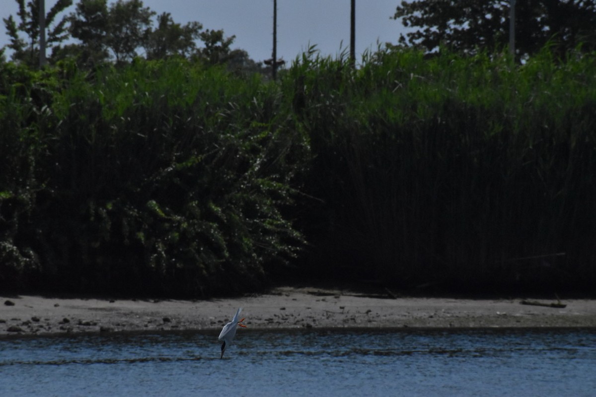 Common Tern - ML463786651