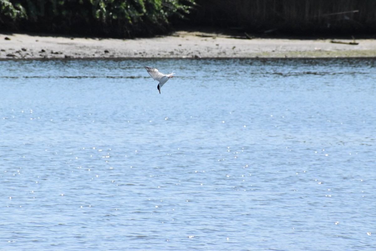 Common Tern - ML463786661