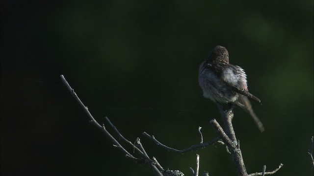 Common Redpoll - ML463788