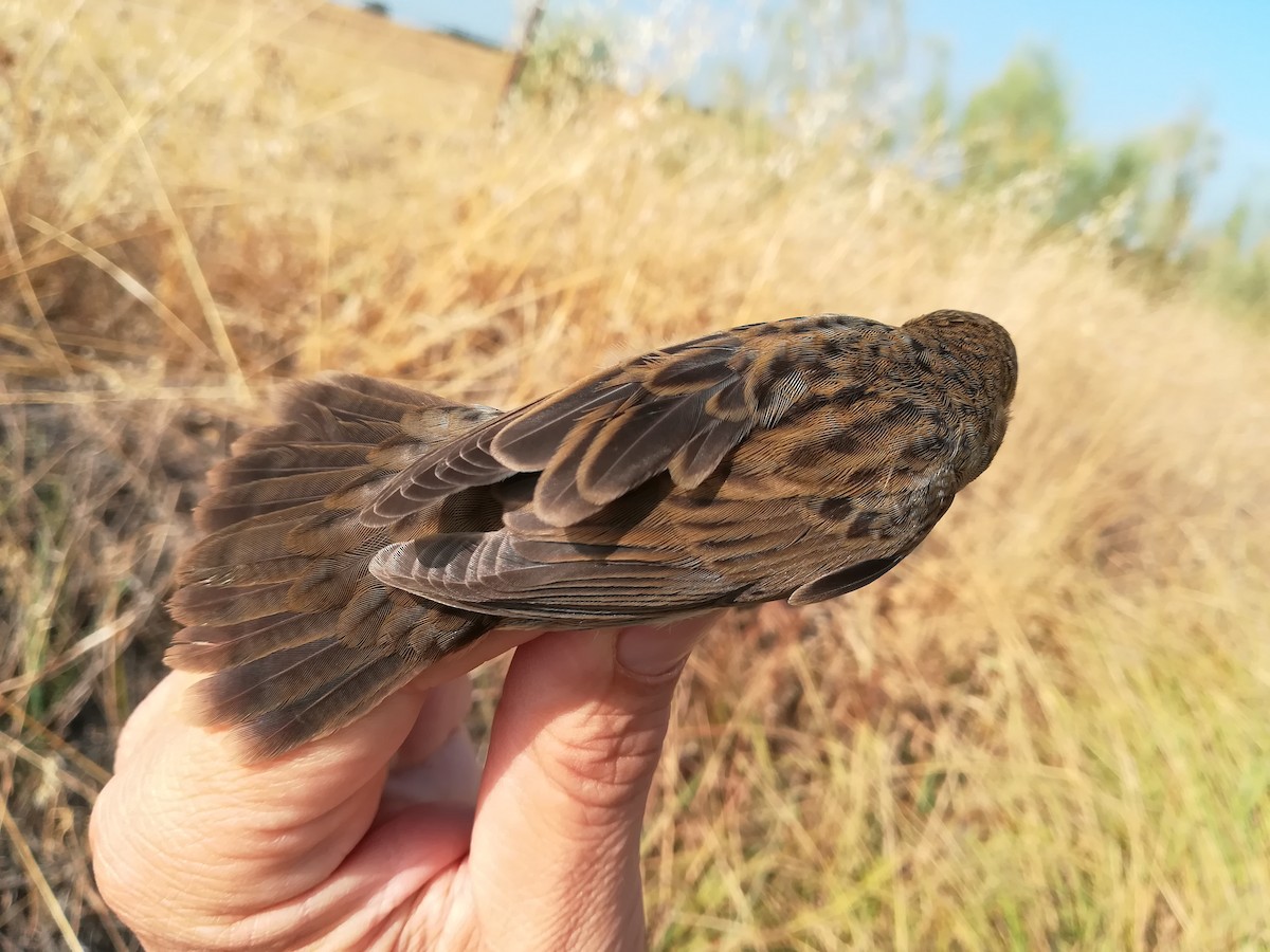 Common Grasshopper Warbler - ML463789001