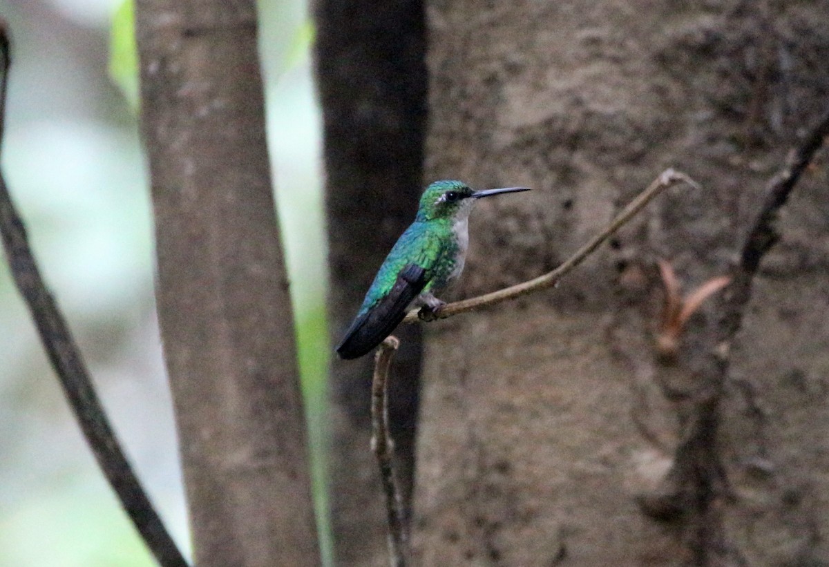 Blue-tailed Emerald - ML46378931