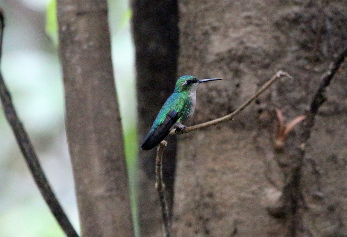 Blue-tailed Emerald - John Drummond