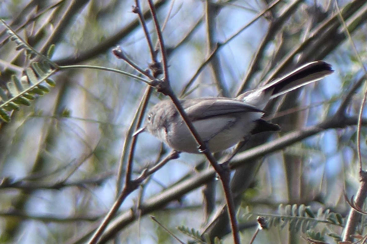 Gobemoucheron gris-bleu - ML46379011