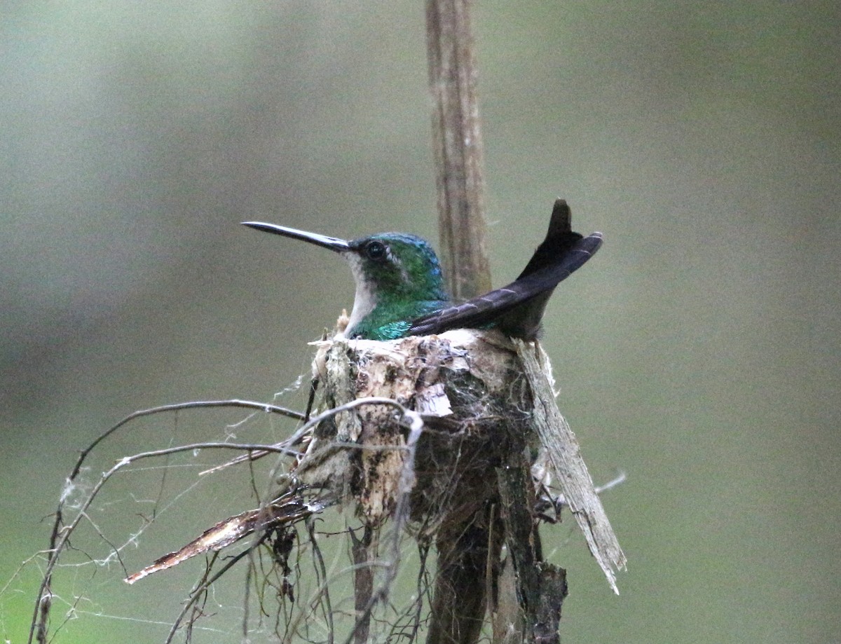 Blue-tailed Emerald - ML46379031