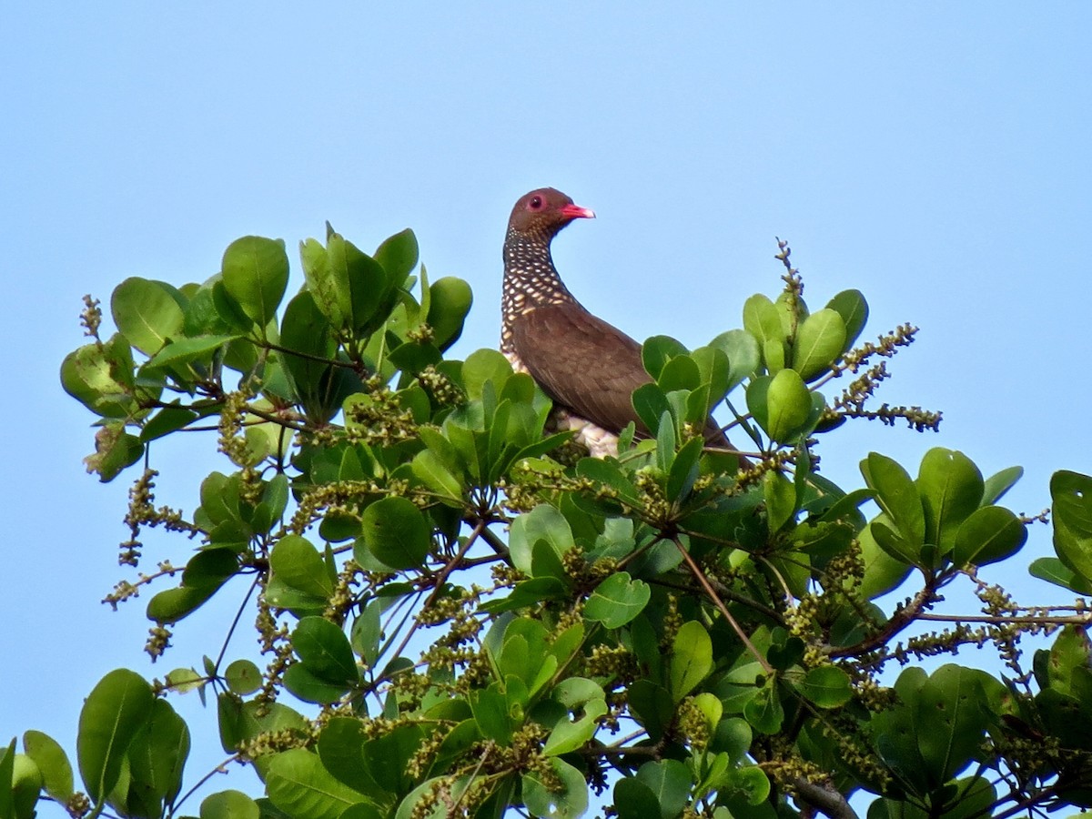 Scaled Pigeon - ML463791201